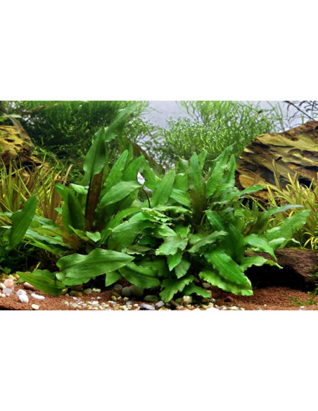 Cryptocoryne wendtii 'Green' en pot