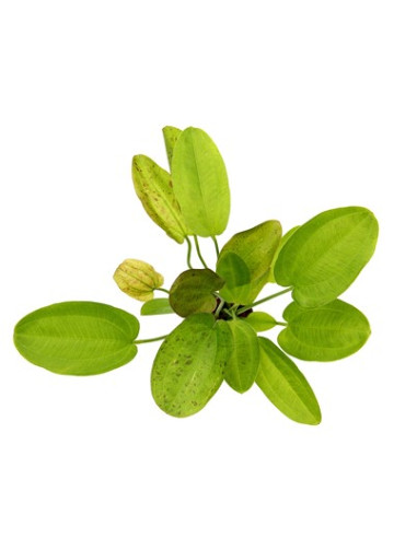 Echinodorus Dschungelstar no.9 'Spotted...