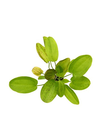 Echinodorus Dschungelstar no.9 'Spotted Harbich' en pot