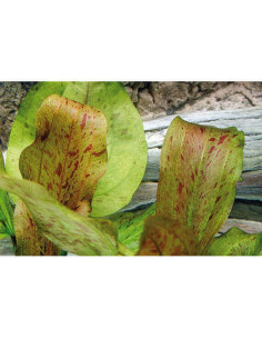Echinodorus Dschungelstar no.9 'Spotted Harbich' en pot 2