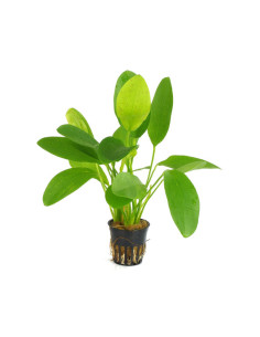 Echinodorus Dschungelstar no.9 'Spotted Harbich' en pot