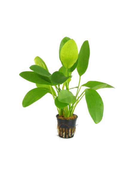 Echinodorus Dschungelstar no.9 'Spotted Harbich' en pot
