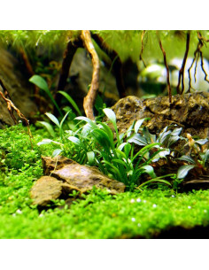 Cryptocoryne Parva en pot 2