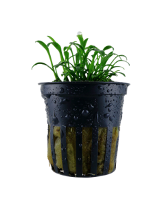 Cryptocoryne Parva en pot