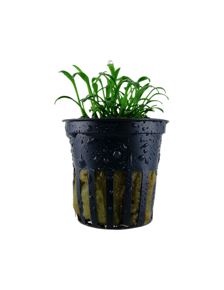 Cryptocoryne Parva en pot