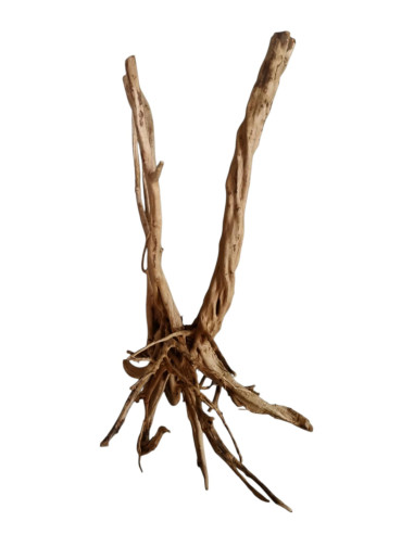 Stump Wood SW02
