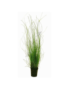 Eleocharis Vivipara en pot
