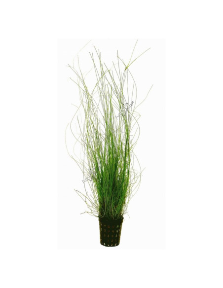 Eleocharis Vivipara en pot
