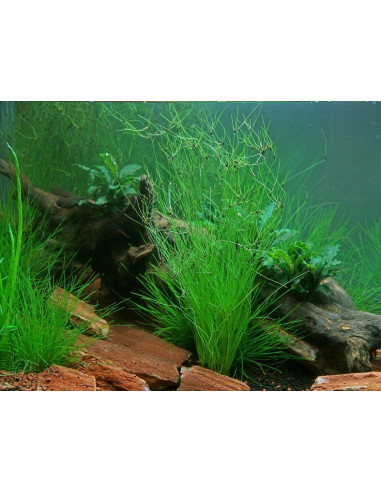 Eleocharis Vivipara en pot