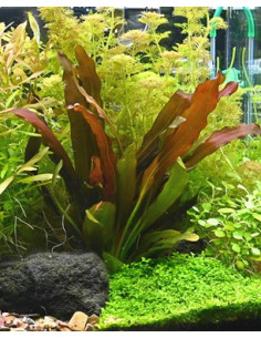 Echinodorus 'Red Chameleon'  en pot 2