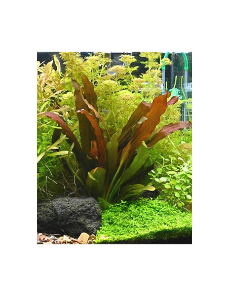 Echinodorus 'Red Chameleon'  en pot
