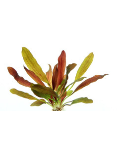 Echinodorus 'Red Chameleon'  en pot