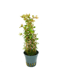 Rotala rotundifolia 'Laos' en pot