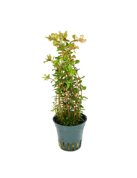 Rotala rotundifolia 'Laos' en pot