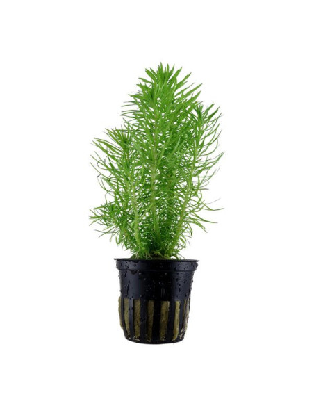 Pogostemon deccanensis en pot