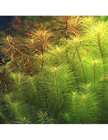 Pogostemon deccanensis en pot