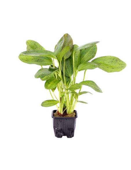 Echinodorus Ozelot XL en pot