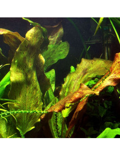 Echinodorus Ozelot XL en pot 2