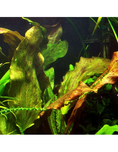 Echinodorus Ozelot XL en pot