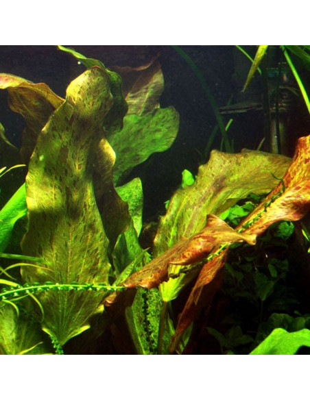 Echinodorus Ozelot XL en pot