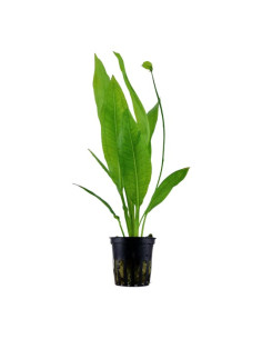 Echinodorus grisebachii 'Bleherae' en pot