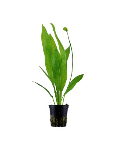 Echinodorus grisebachii 'Bleherae' en pot
