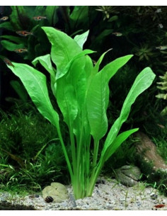 Echinodorus grisebachii 'Bleherae' en pot 2