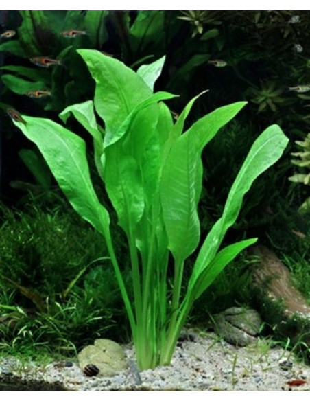 Echinodorus grisebachii 'Bleherae' en pot