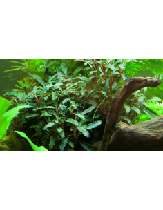 Bucephalandra sp. 'Red' en pot 2