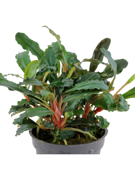 Bucephalandra sp. 'Red' en pot