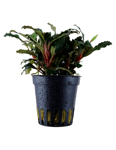 Bucephalandra sp. 'Red' en pot