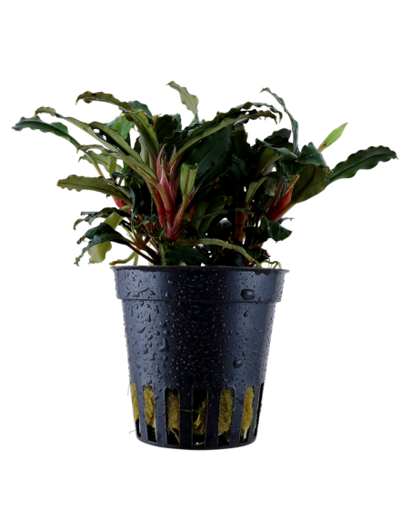 Bucephalandra sp. 'Red' en pot