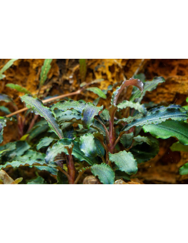 Bucephalandra 'Kedagang' en pot