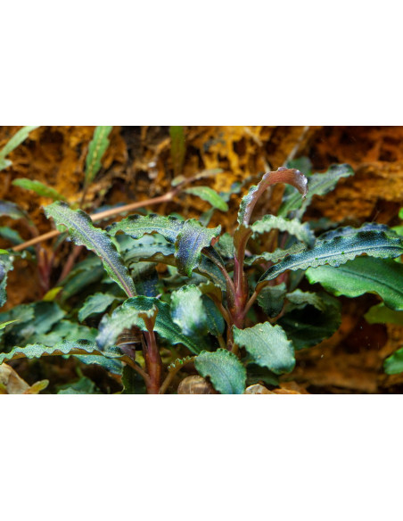 Bucephalandra 'Kedagang' en pot