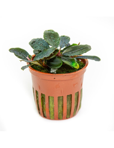 Bucephalandra sordidula 'Blue' en pot