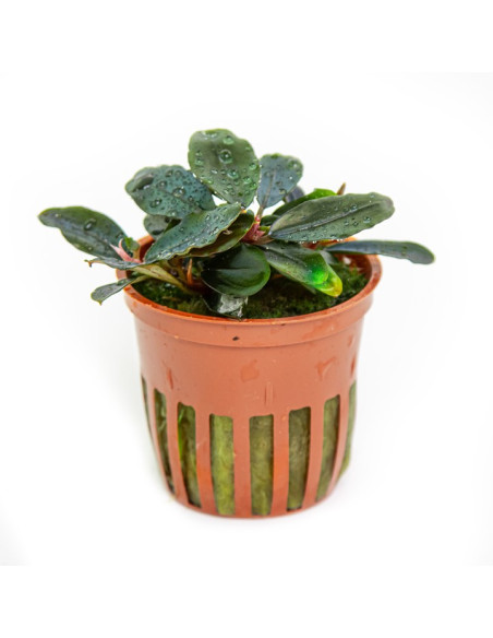 Bucephalandra sordidula 'Blue' en pot