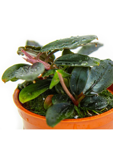 Bucephalandra sordidula 'Blue' en pot