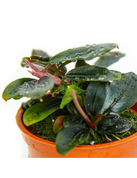 Bucephalandra sordidula 'Blue' en pot