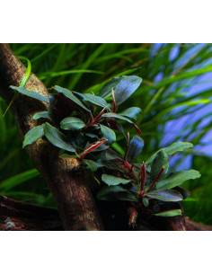 Bucephalandra sordidula 'Blue' en pot 2