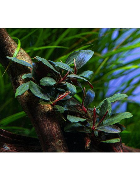 Bucephalandra sordidula 'Blue' en pot