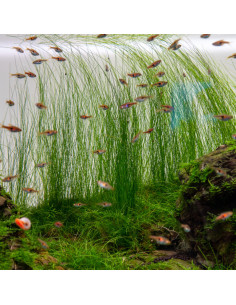 Eleocharis montevidensis en pot 2