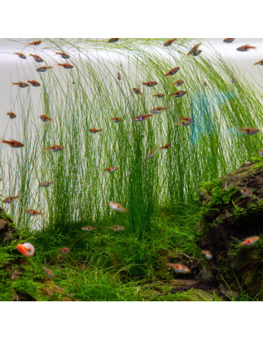 Eleocharis montevidensis en pot