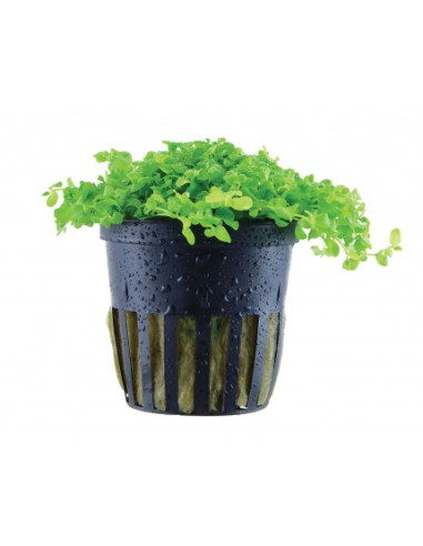 Micranthemum tweediei 'Monte Carlo' en pot