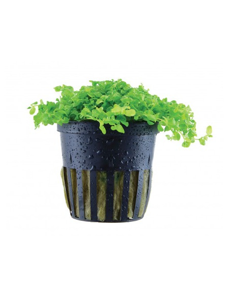 Micranthemum tweediei 'Monte Carlo' en pot