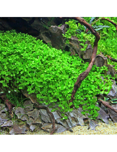 Micranthemum tweediei 'Monte Carlo' en pot