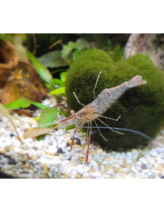 Macrobrachium Assamense ELV 3 cm