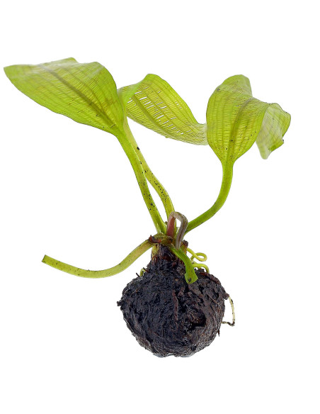 Aponogeton madagascariensis (Bulbe)