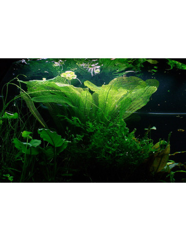 Aponogeton madagascariensis (Bulbe)