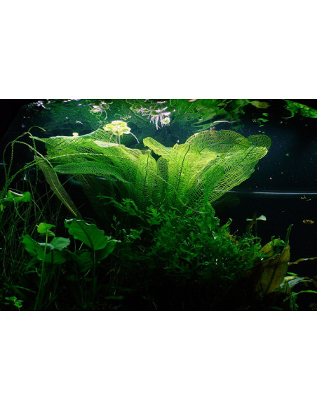 Aponogeton madagascariensis (Bulbe)