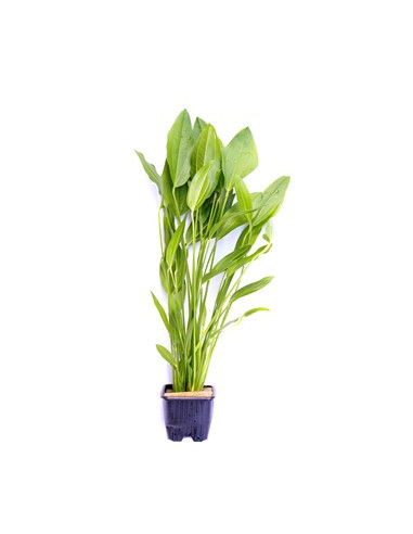 Echinodorus argentinensis XL en pot